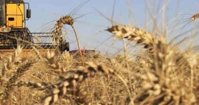 Виробництво в аграрному секторі України зростає